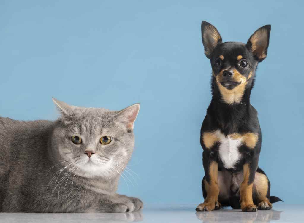 É melhor adotar um cachorro ou um gato? | Foto 2
