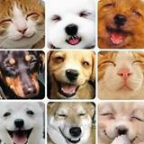 Adote um Amigo - Associação de Proteção aos Animais AME MAIS | ONG/Protetor de adoção e doação de cachorros e gatos