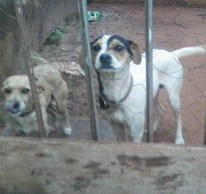 Cachorros e gatos de nelson (1) em MS - Campo Grande