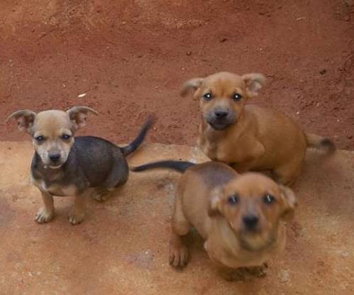 Cachorros e gatos de sabrina (1) em MG - Pouso Alegre