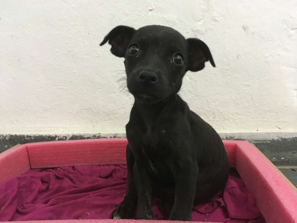 Ado O De Cachorro Belo Horizonte Mg Bolinha A Meses Ra A