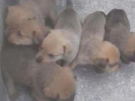 Adoção de Cachorro Belo Horizonte MG Não escolhido Filhote Raça