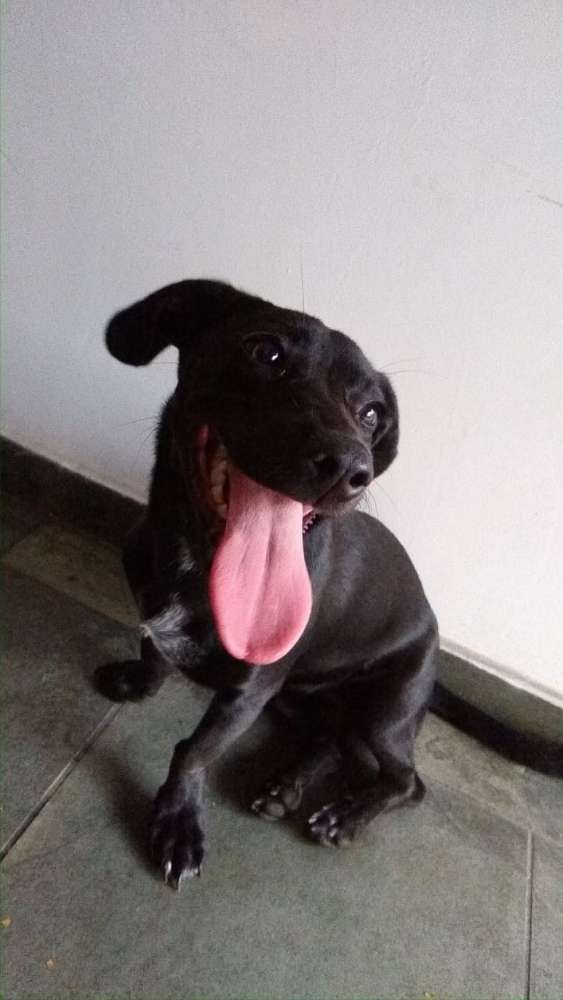 Adoção de Cachorro Santo André SP Bela 2 a 6 meses Raça Basset