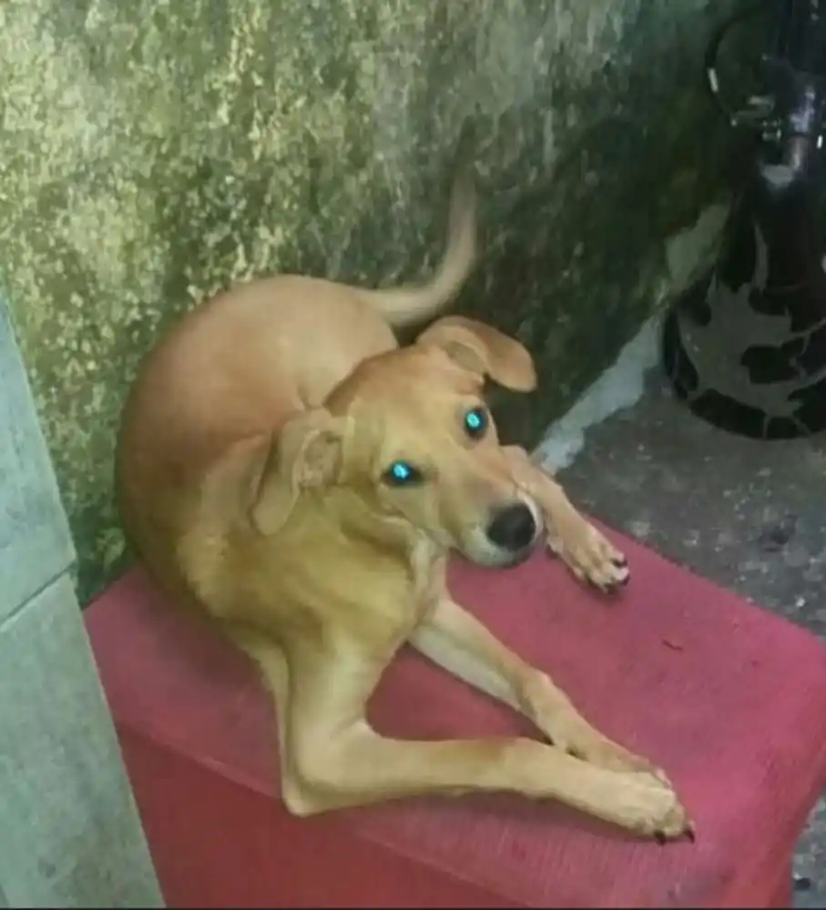 Ado O De Cachorro Fortaleza Ce Boby A Meses Ra A Srd