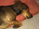 Cachorro tamanho Pequeno Femea 7-a-11-meses para adoção
