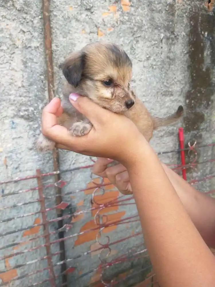 Adoção de Cachorro Curitiba PR Filhotes Filhote Raça Mestiço