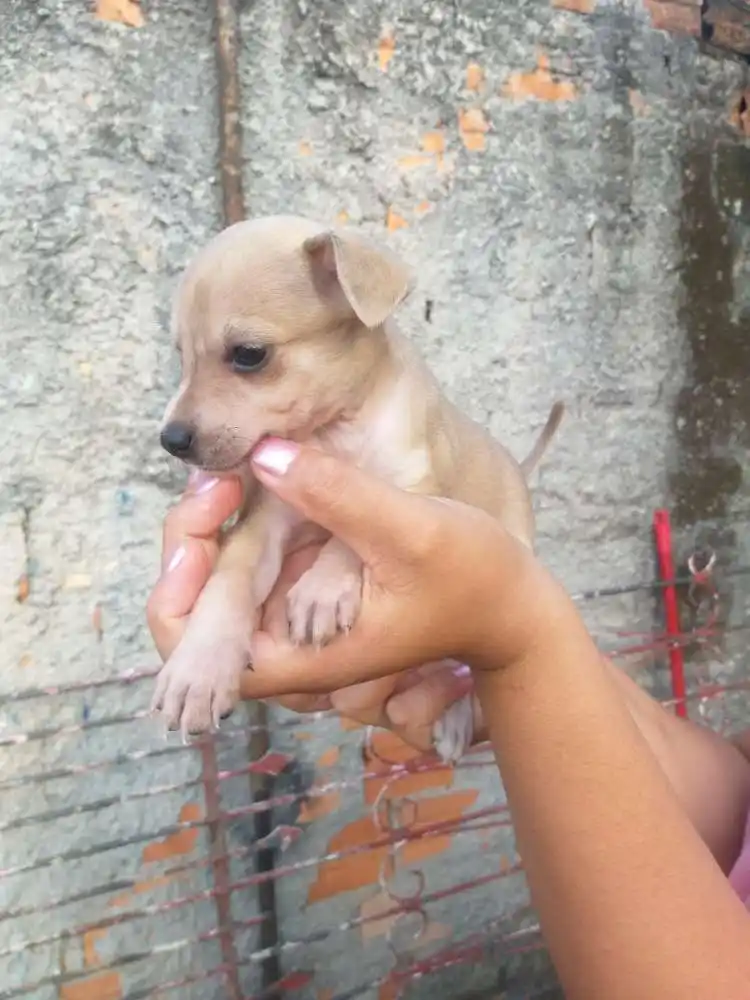 Adoção de Cachorro Curitiba PR Filhotes Filhote Raça Mestiço