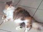 Gato Persa Medio 2-anos
