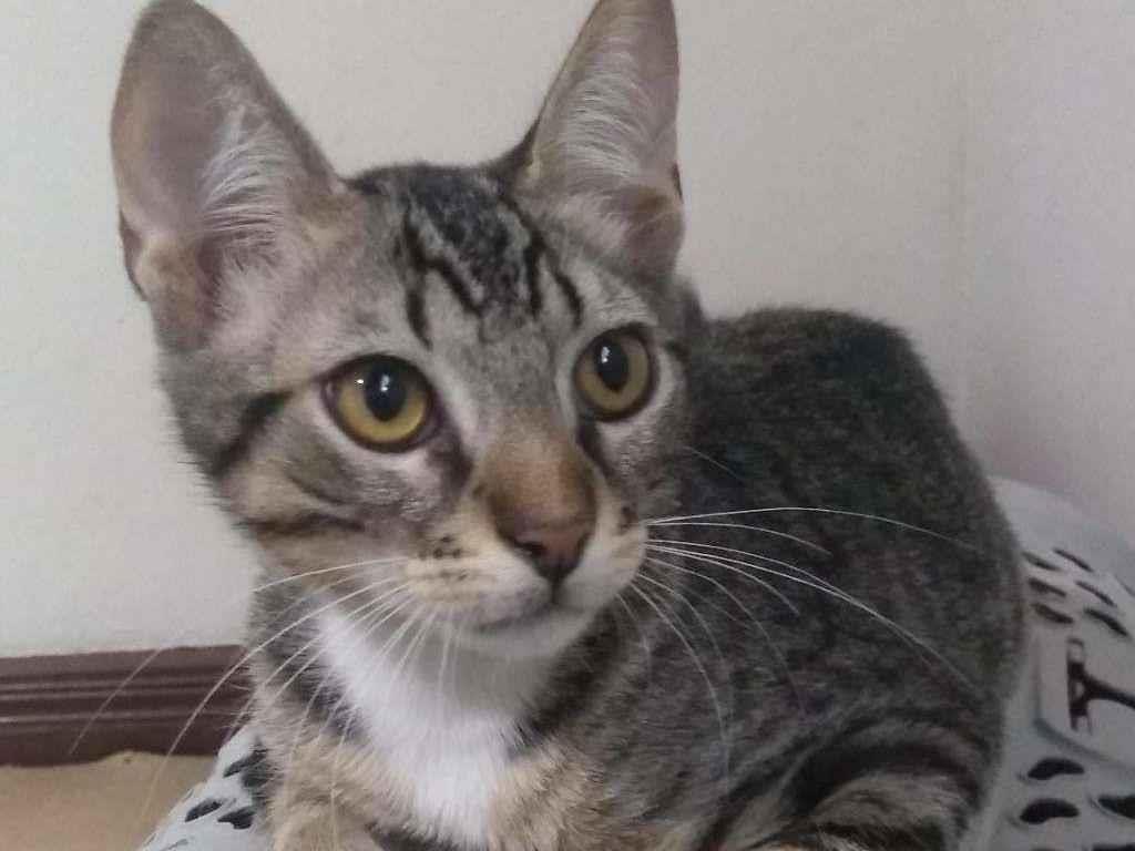 Ado O De Gato Curitiba Pr Charles A Meses Ra A Sem Ra A