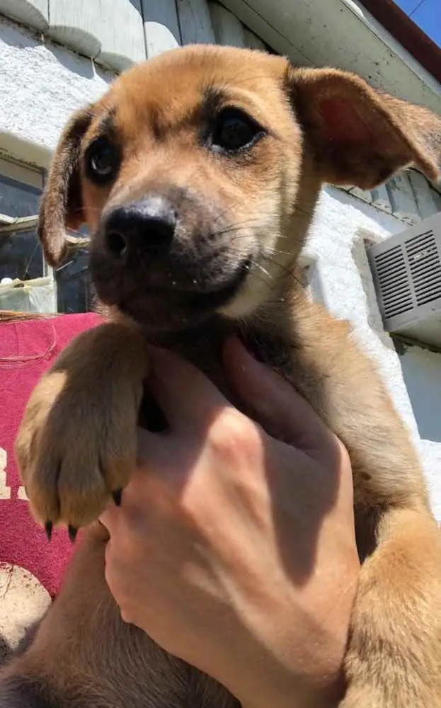 Ado O De Cachorro Porto Alegre Rs Oliver A Meses Ra A Srd