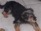 Cachorro tamanho Pequeno Femea 7-a-11-meses para adoção