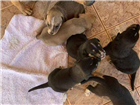 Cachorro tamanho Medio Macho Abaixo-de-2-meses para adoção
