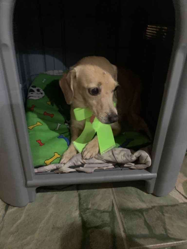 Ado O De Cachorro Nova Igua U Rj Branquinha Anos Acima Ra A