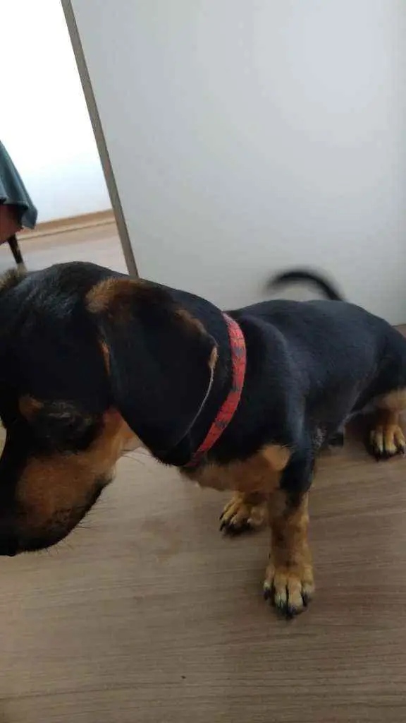 Ado O De Cachorro Porto Alegre Rs Loki A Meses Ra A Mistura