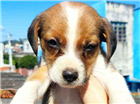 Cao beagle Medio Abaixo-de-2-meses