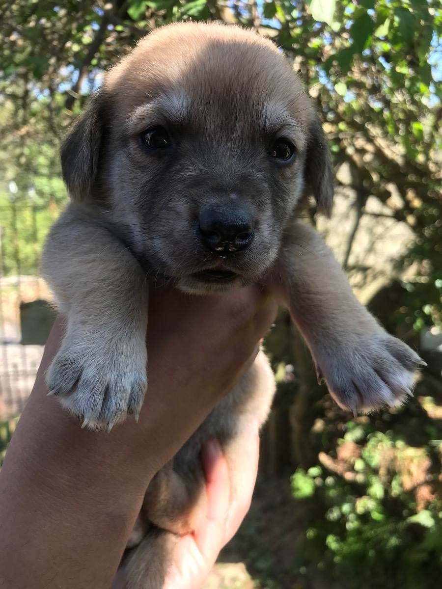 Ado O De Cachorro Santo Andr Sp Sem Nomes A Meses Ra A