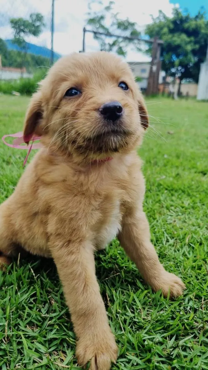 Ado O De Cachorro Nova Igua U Rj Marley Marla Zeus Filhote