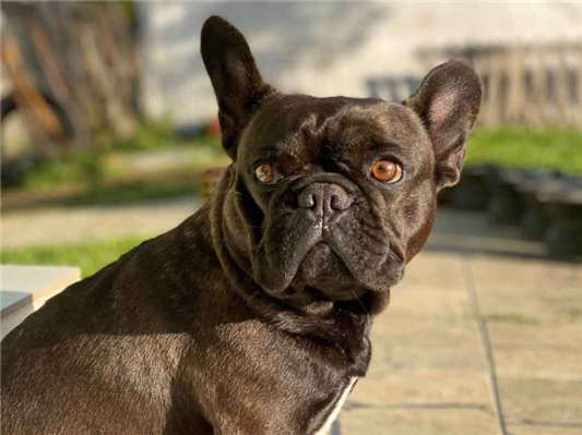Cao Bulldog francês  Medio 2-anos