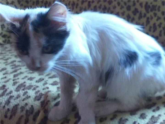 Gato Siamês,gato de chita e um gato malhado Pequeno 2-a-6-meses