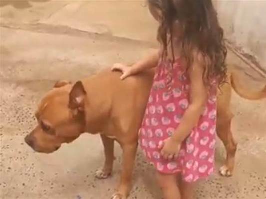 Cachorro tamanho Grande Macho 6-anos-Acima para adoção