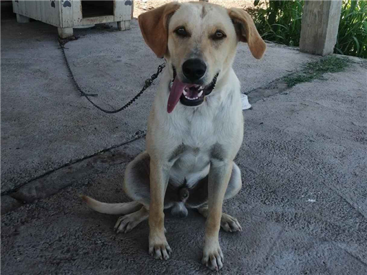 Cachorro tamanho Grande Macho 2-anos para adoção