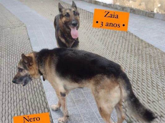 Zaia & Nero | Cão  Grande | Ambos | pastores belga