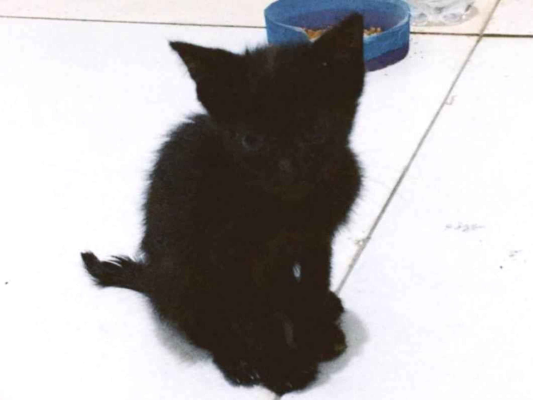 Gato Gato Pequeno Abaixo-de-2-meses