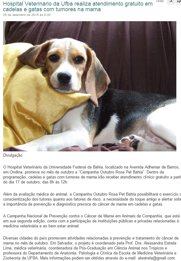 Feira e evento de adoção de cachorros e gatos - Feira de Adoção Animal - Encontre seu Amigo de Quatro Patas em Salvador! em Bahia - Salvador