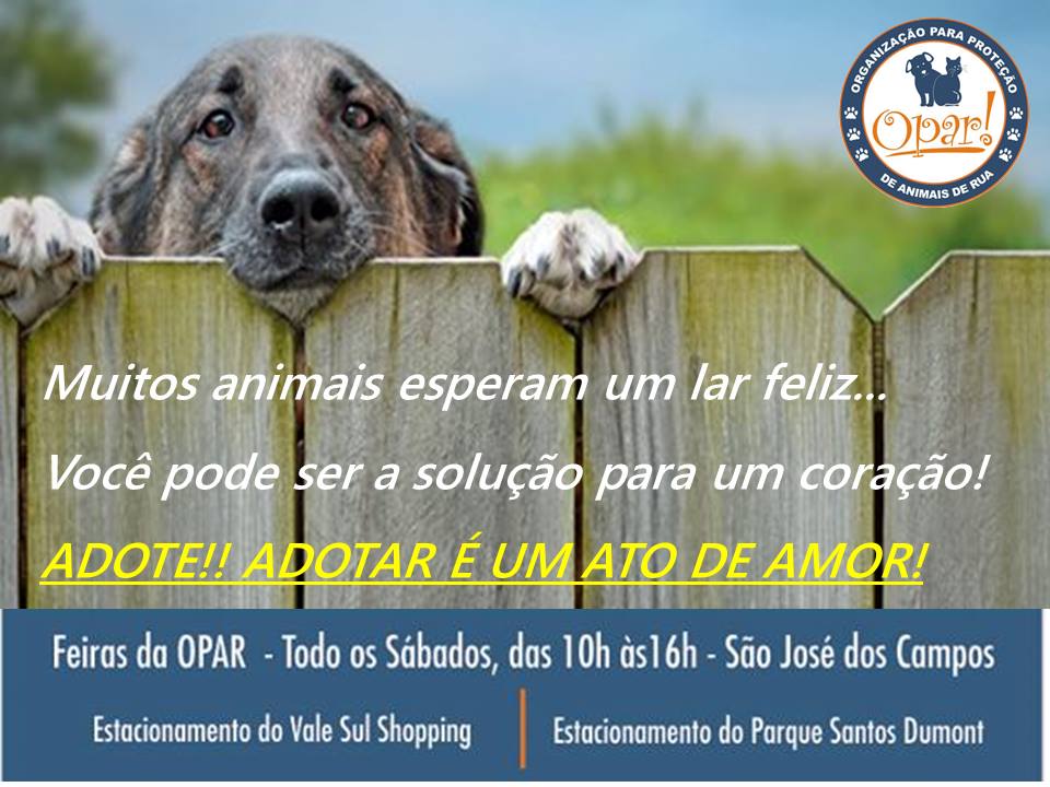 Feira e evento de adoção de cachorros e gatos - Encontre Seu Novo Melhor Amigo na Feira de Adoção de Animais! em São Paulo - São José dos Campos