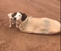 Vídeo mostrando resgate de cadela e filhotes amarrados dentro de saco