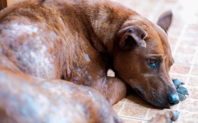 Voc Conhece A Escabiose Canina Conhe A Os Sintomas E Tratamentos Da