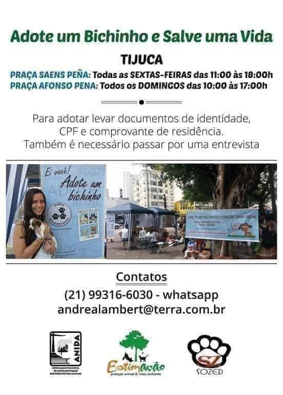 Feira e evento de adoção de cachorros e gatos - Grande Feira de Adoção de Animais na Tijuca – RJ em Rio de Janeiro - Rio de Janeiro