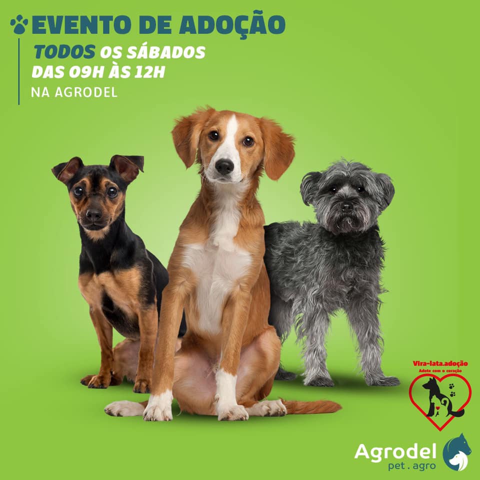 Feira e evento de adoção de cachorros e gatos - Amor e Lealdade te Esperam no Evento de Adoção de Itatiba em São Paulo - Itatiba