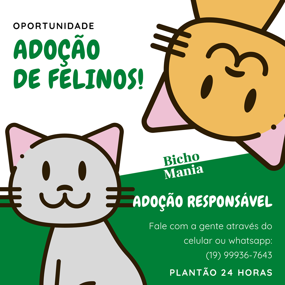 Eventos de adoção de cachorros e gatos - Feirinha Felina: Encontre seu Companheiro em São João da Boa Vista! em SP - São João da Boa Vista