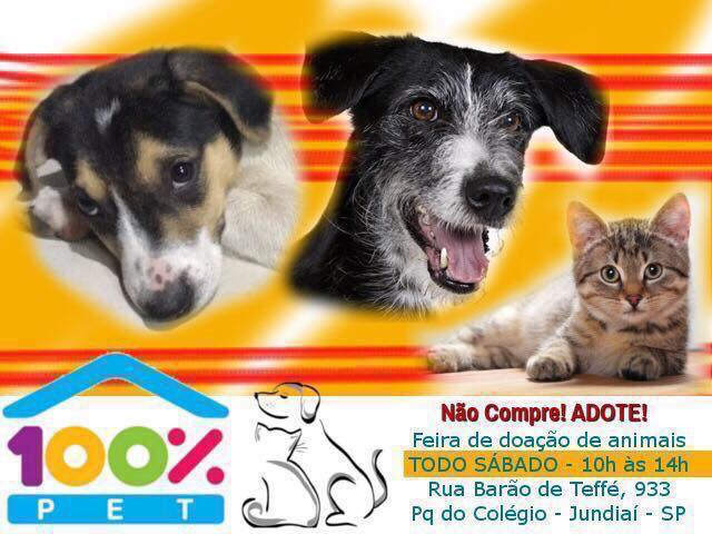 Feira e evento de adoção de cachorros e gatos - Adote um Amigo: Evento de Doação de Animais em Jundiaí em São Paulo - Jundiaí