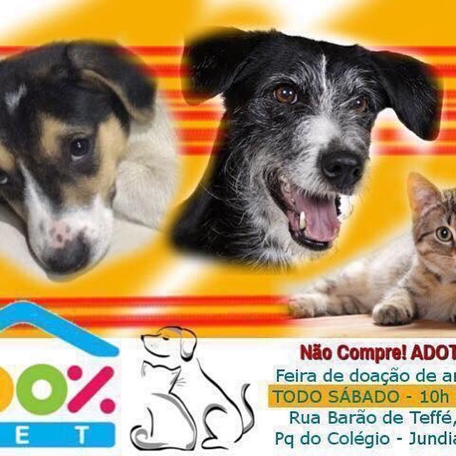 Feira e evento de adoção de cachorros e gatos - Amor de Quatro Patas Espera por Você em Jundiaí! em São Paulo - Jundiaí