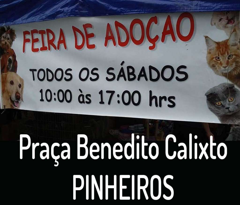 Feira e evento de adoção de cachorros e gatos - Encontre seu Novo Melhor Amigo: Feira de Adoção em Pinheiros! em São Paulo - São Paulo