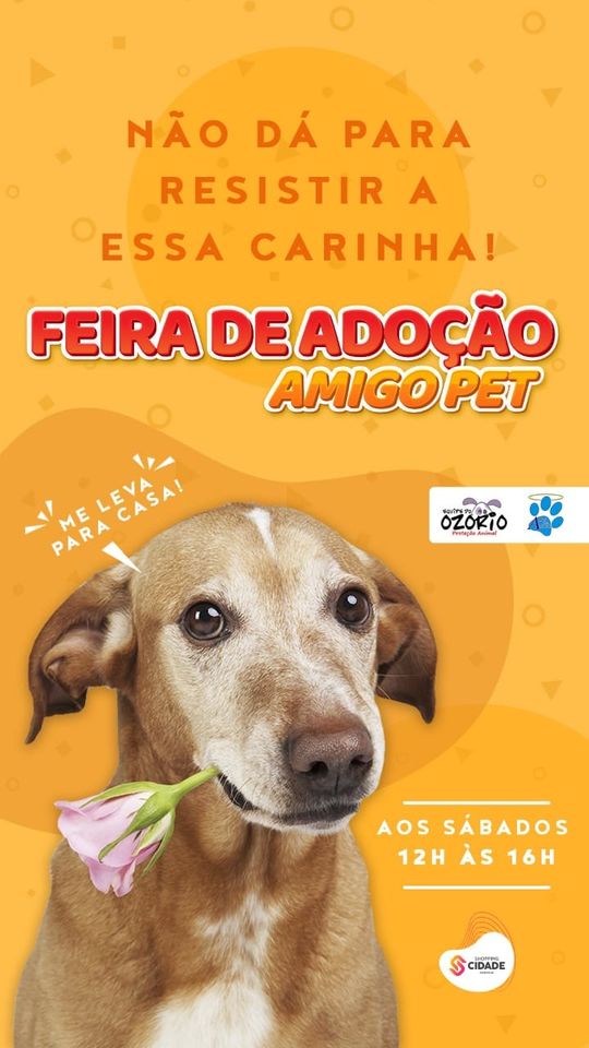 Feira e evento de adoção de cachorros e gatos - Feira de Adoção AmigoPet: Encontre Seu Novo Companheiro! em Paraná - Maringá