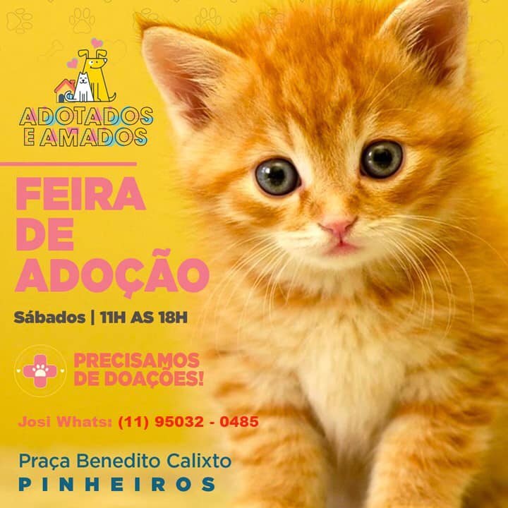 Feira e evento de adoção de cachorros e gatos - Amor e Companhia te Esperam na Feira de Adoção de Pinheiros em São Paulo - São Paulo