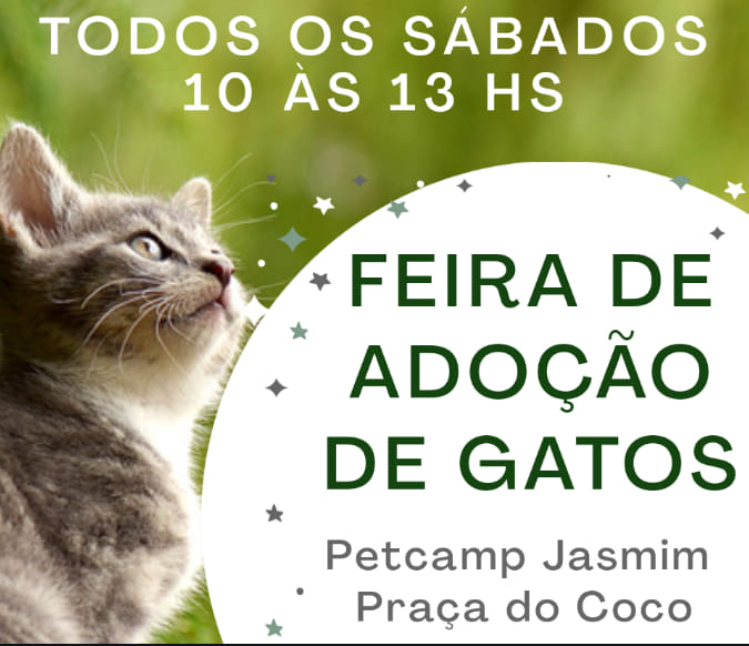 Feira e evento de adoção de cachorros e gatos - Amor Felino em Campinas: Adote um Companheiro Miau-tástico! em São Paulo - Campinas