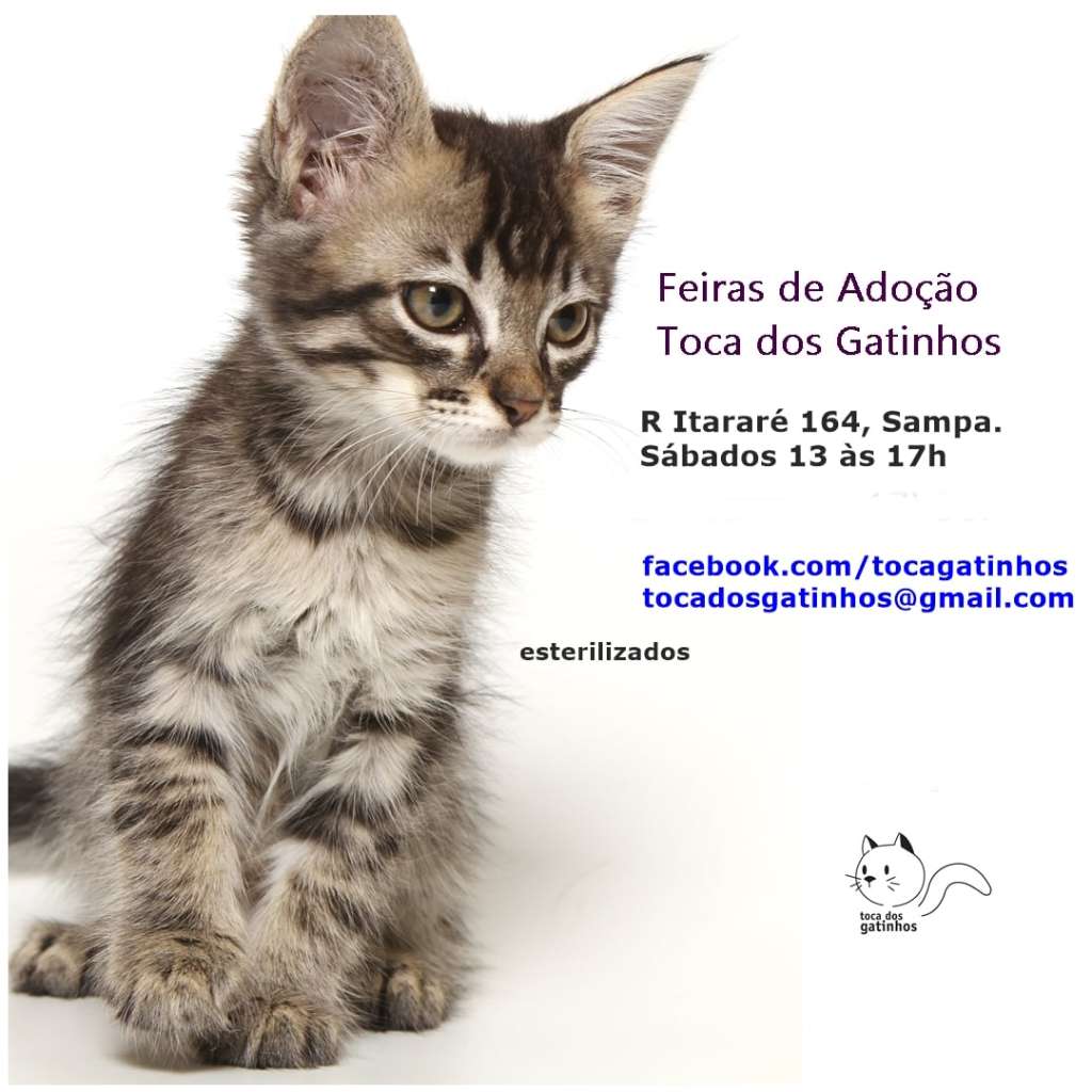 Feira e evento de adoção de cachorros e gatos - Amor Felino te Espera na Toca dos Gatinhos – Adote um Amigo! em São Paulo - São Paulo