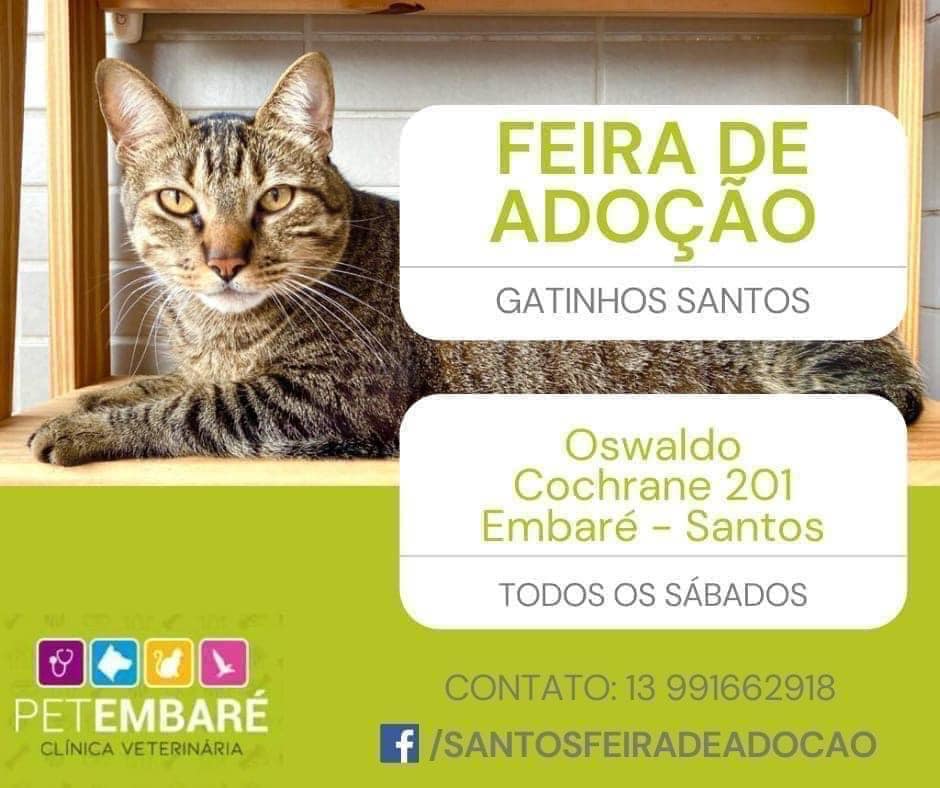 Feira e evento de adoção de cachorros e gatos - Feira de Adoção de Gatíneos em Santos – Um novo amigo espera por você!  em São Paulo - Santos