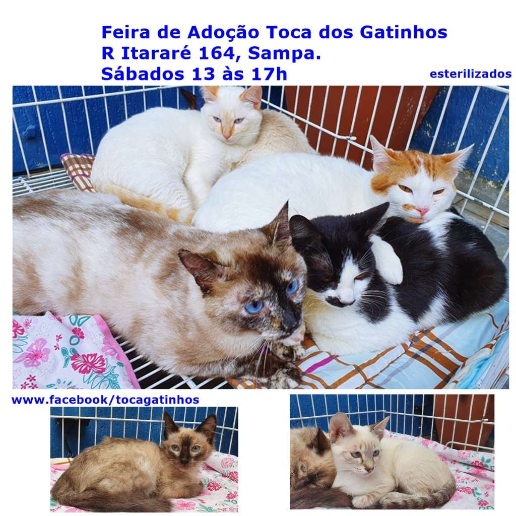Feira e evento de adoção de cachorros e gatos - Encontre o Seu Novo Amigo Felino na Feira de Adoção em SP! em São Paulo - São Paulo