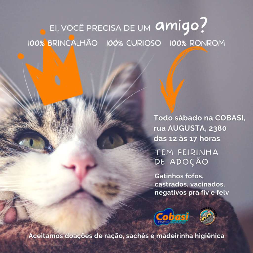 Feira e evento de adoção de cachorros e gatos - Amor Miau! Adote um Companheiro Felino em SP! em São Paulo - São Paulo