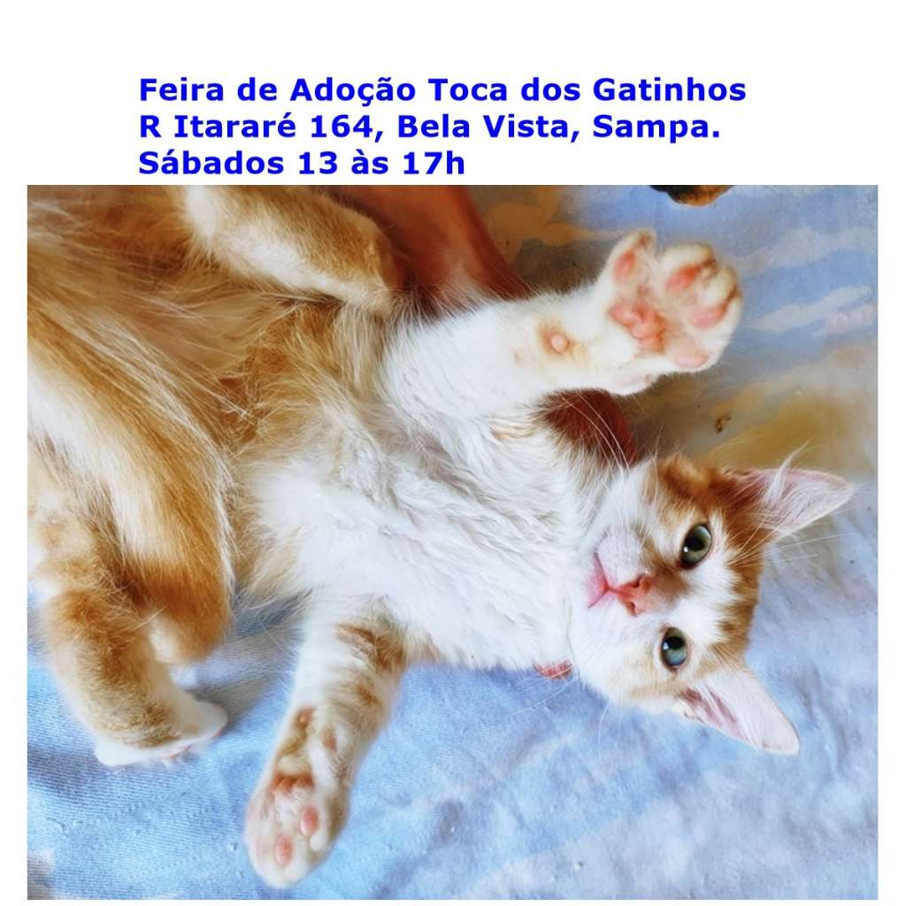 Feira e evento de adoção de cachorros e gatos - Encontre seu novo amigo na Feira de Adoção de Gatinhos em SP! em São Paulo - São Paulo