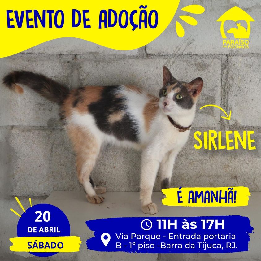 Feira e evento de adoção de cachorros e gatos - Encontre o Amor de Quatro Patas no Evento Adote RJ em Rio de Janeiro - Rio de Janeiro