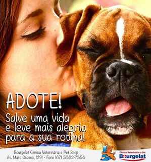 Eventos de adoção de cachorros e gatos - ADOTE! Salve uma vida e traga felicidade ao seu lar em Campo Grande! em MS - Campo Grande
