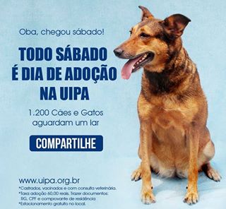 Feira e evento de adoção de cachorros e gatos - Feira de Adoção de Cães e Gatos: Encontre seu Novo Melhor Amigo! em São Paulo - São Paulo