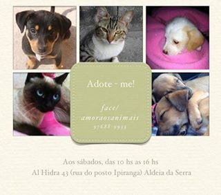 Feira e evento de adoção de cachorros e gatos - Abra Seu Coração: Grande Feira de Adoção de Animais em SP! em São Paulo - São Paulo