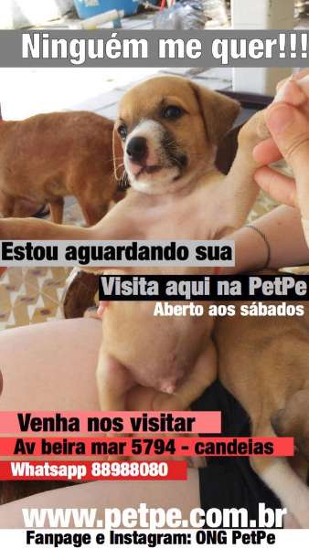 Feira e evento de adoção de cachorros e gatos - Encontre seu novo amigo no evento de adoção animal em Jaboatão! em Pernambuco - Jaboatão dos Guararapes